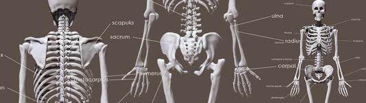 Learning Human Anatomy