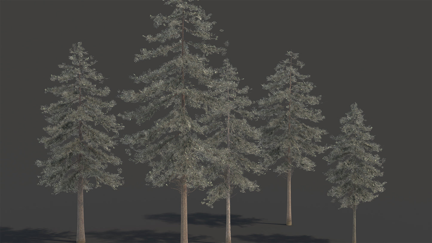 Douglas fir tree 3D model with low polycount and PBR materials, perfect for video games and real-time, VR, etc...