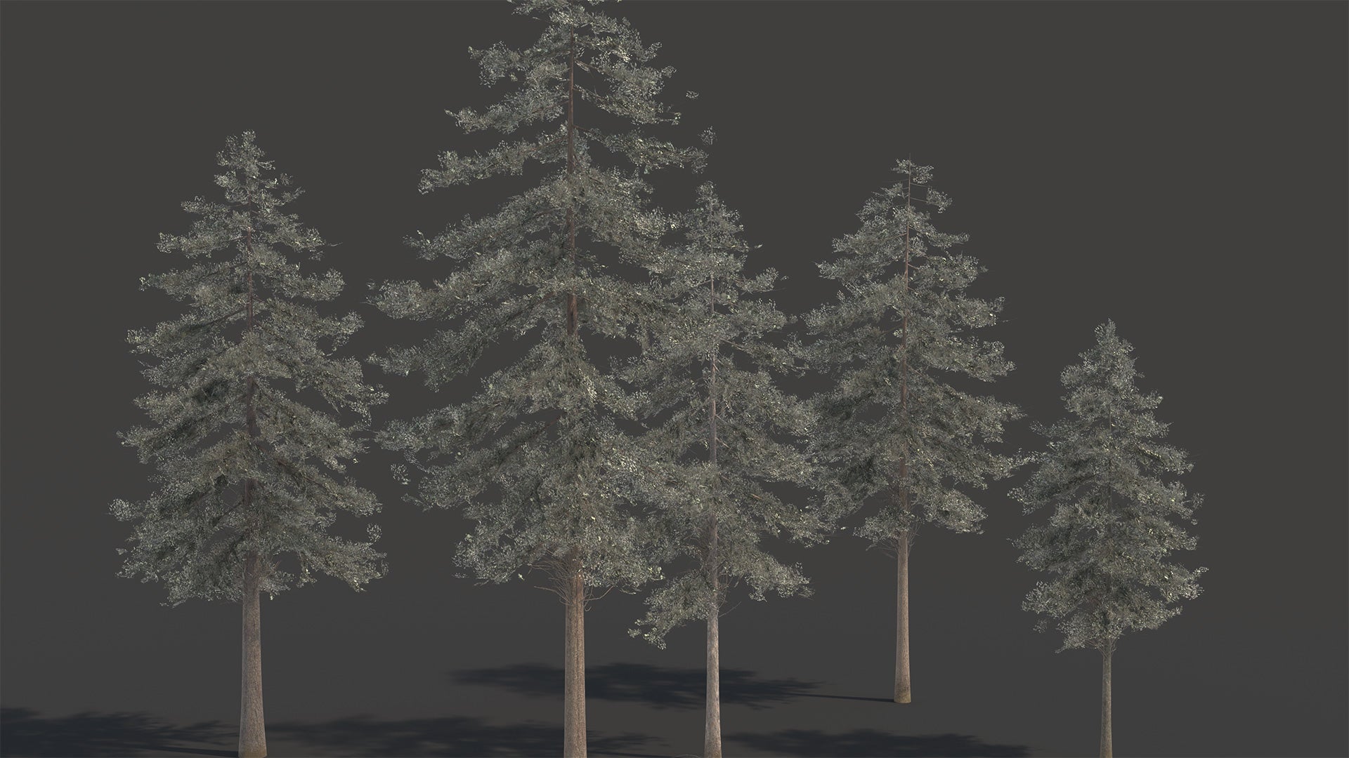Douglas fir tree 3D model with low polycount and PBR materials, perfect for video games and real-time, VR, etc...