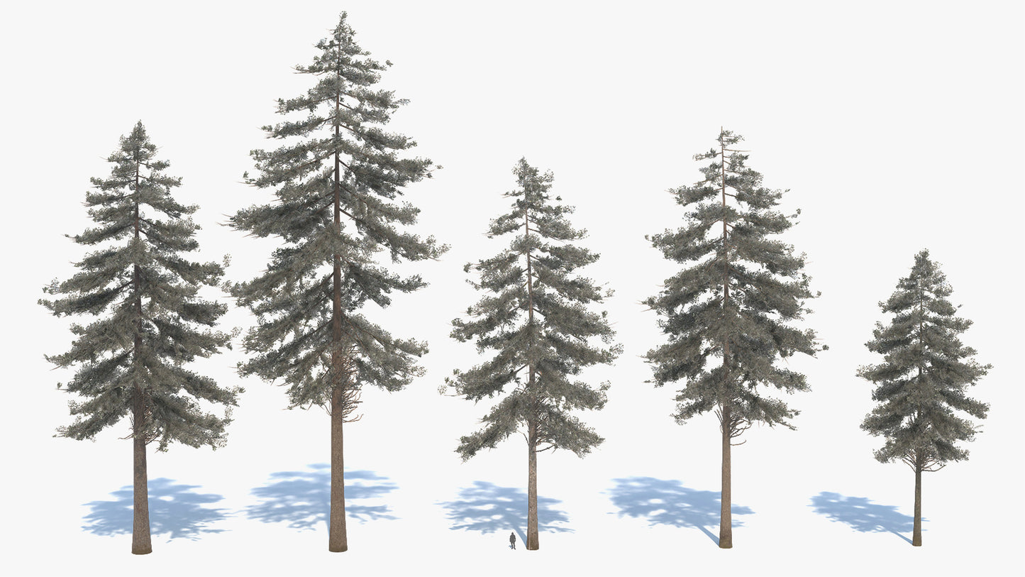 Douglas fir tree 3D model with low polycount and PBR materials, perfect for video games and real-time, VR, etc...