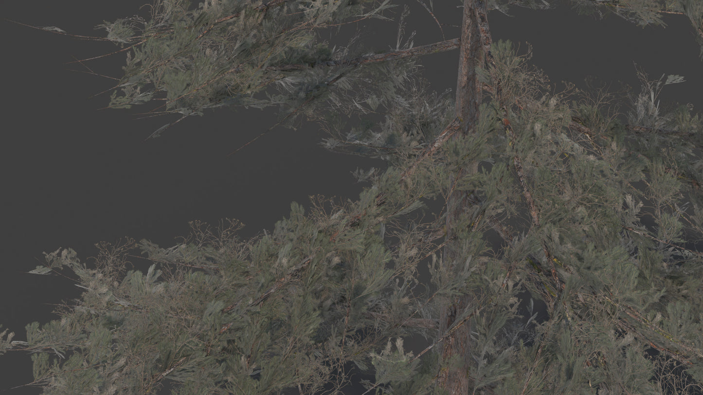 Douglas fir tree 3D model with low polycount and PBR materials, perfect for video games and real-time, VR, etc...