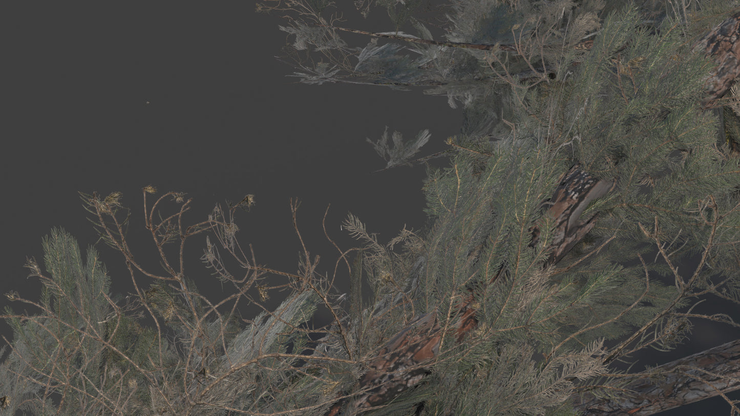 Douglas Fir Collection (Editable Leaves)
