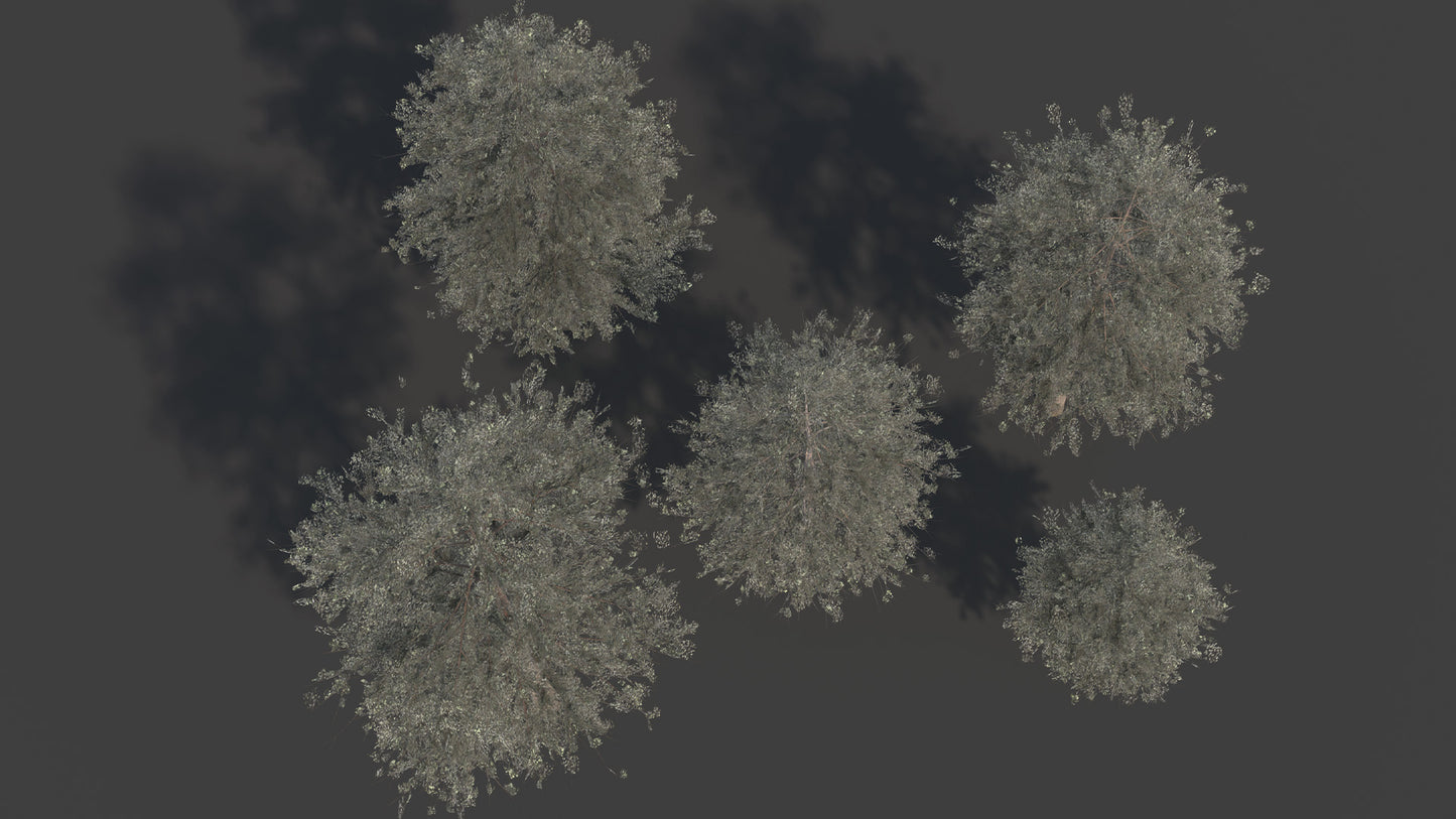 Douglas Fir Collection (Editable Leaves)
