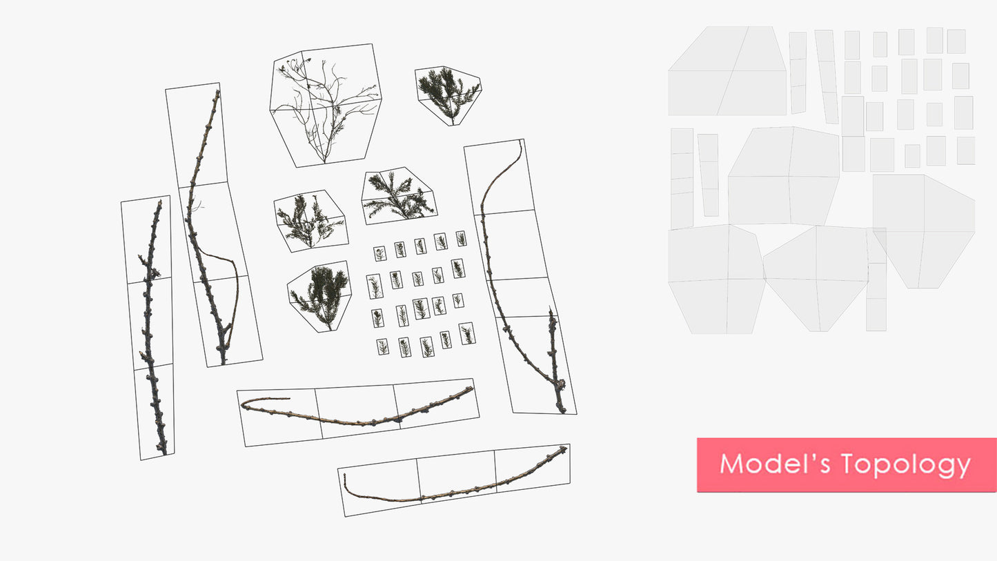 Douglas Fir Collection (Editable Leaves)