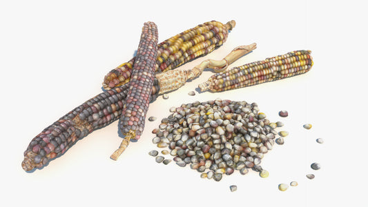 Heirloom Corn - Four Cobs & Pile