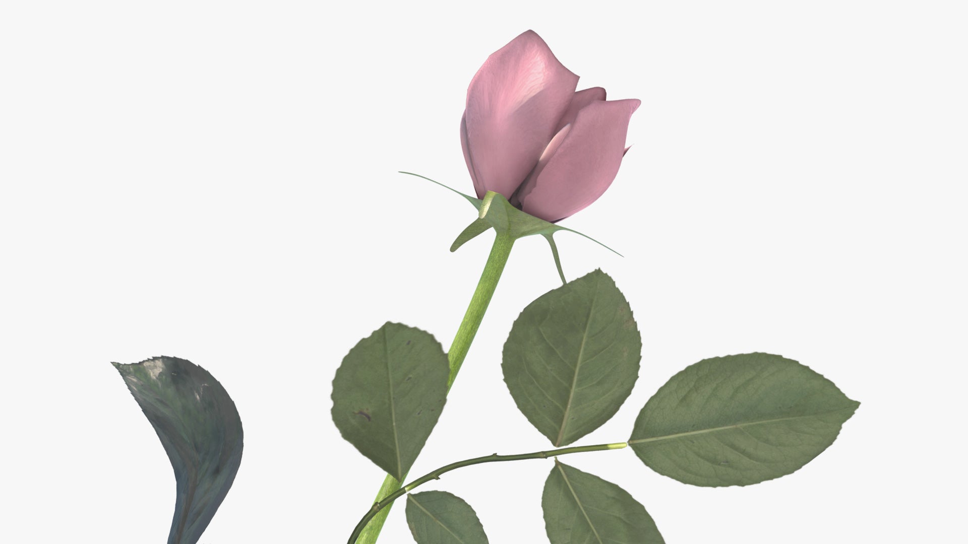 3d model of a rose made in Blender, with low polycount and PBR textures