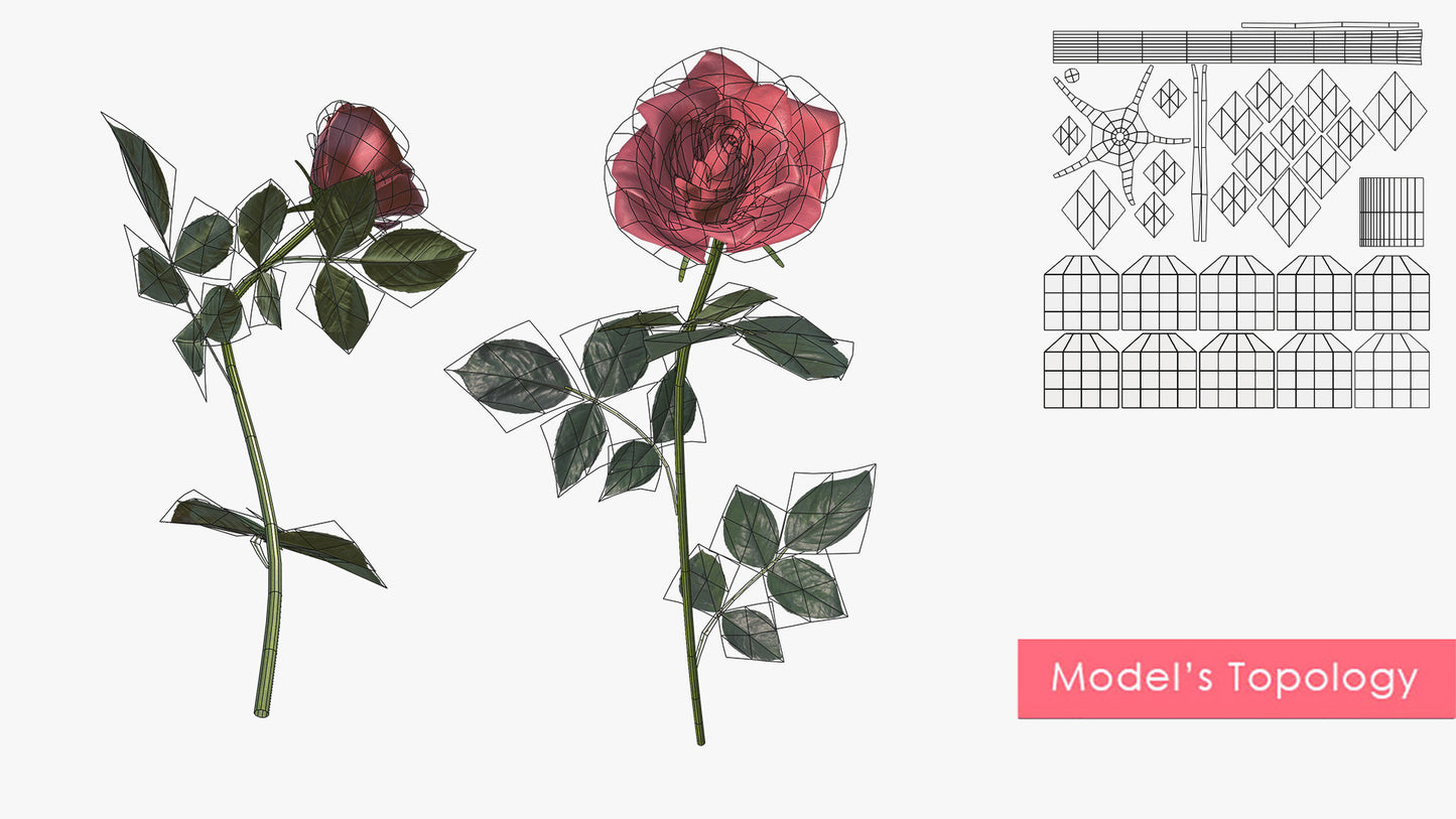 Rose Generator (Curves)