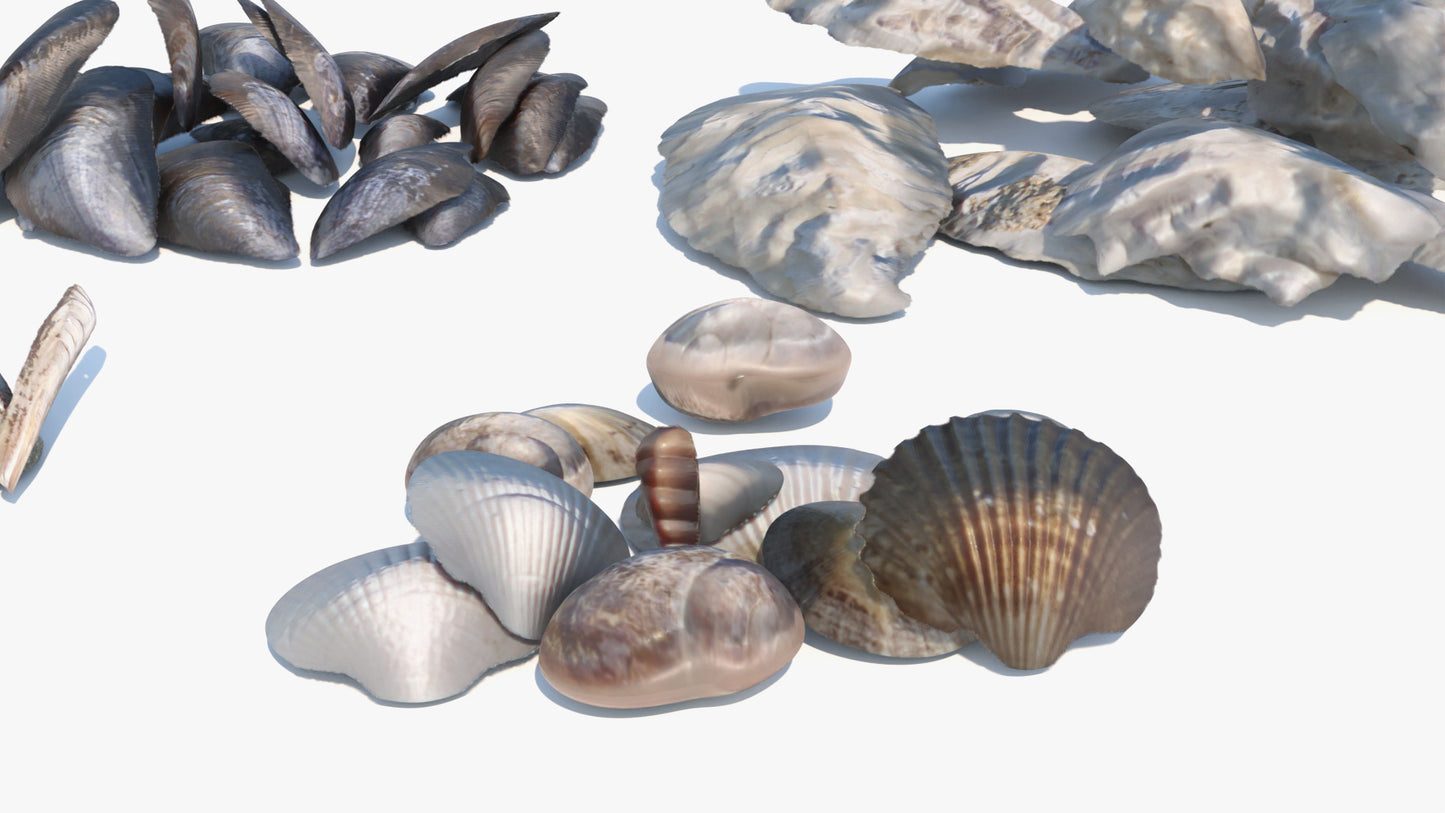 Sea Shell Collection
