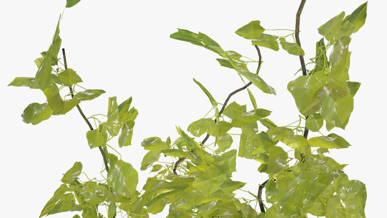Creeping Ivy - 3