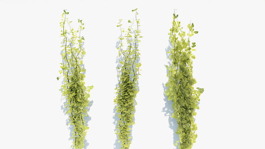 Ivy plant 3d model for Blender and OBJ with low polycount and PBR textures