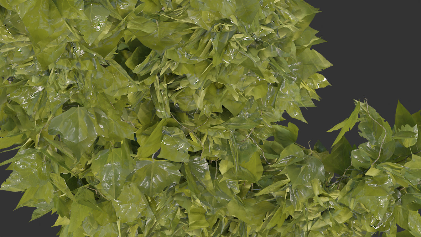 Creeping ivy plant. Low-poly 3D model for Blender, OBJ and PBR textures.