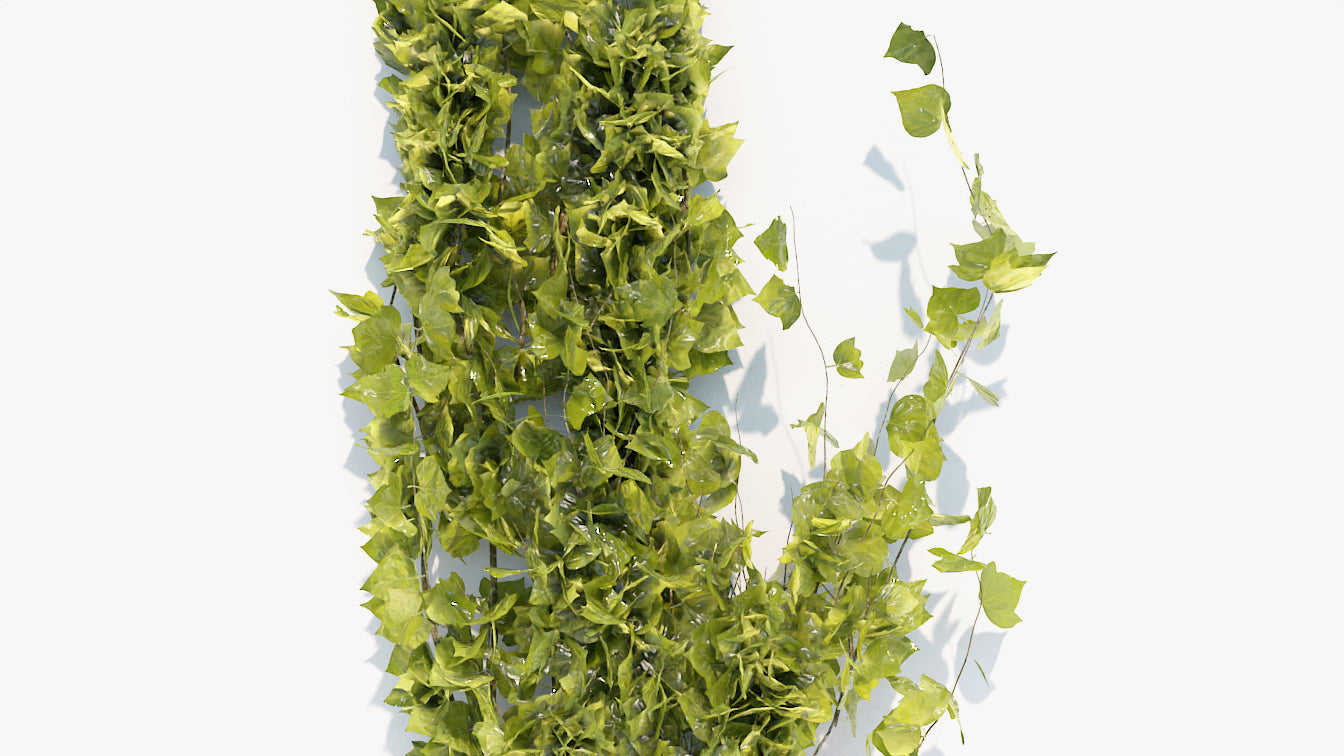 Creeping Ivy - 2