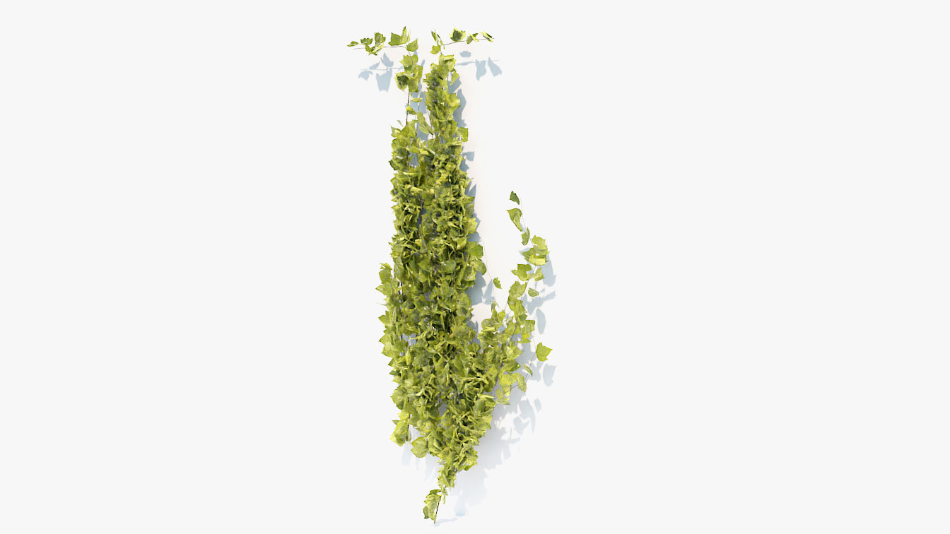 Creeping ivy plant. Low-poly 3D model for Blender, OBJ and PBR textures.