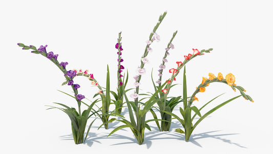 Colorful gladiolus flowers 3d model for Blender and OBJ with low polycount and PBR textures