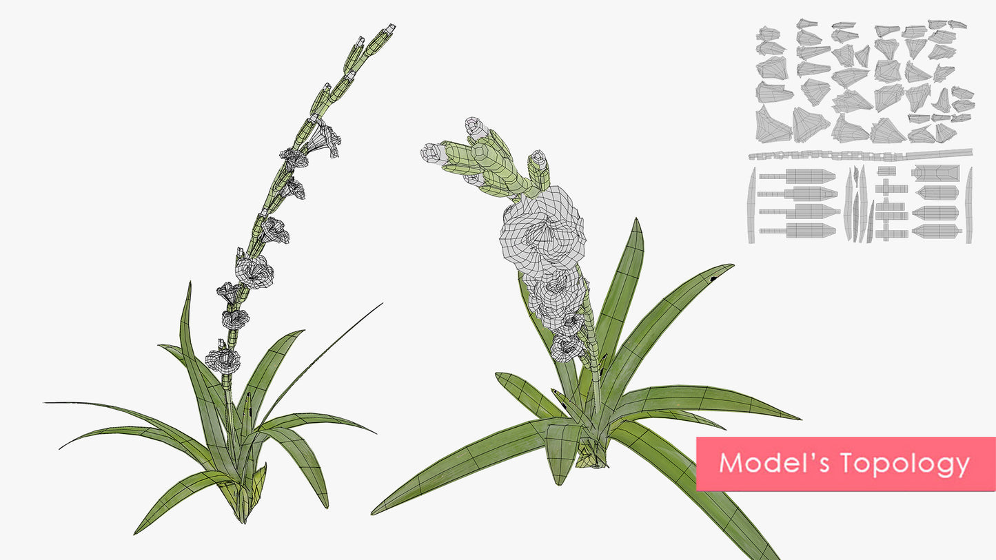 Colorful Gladiolus Flowers