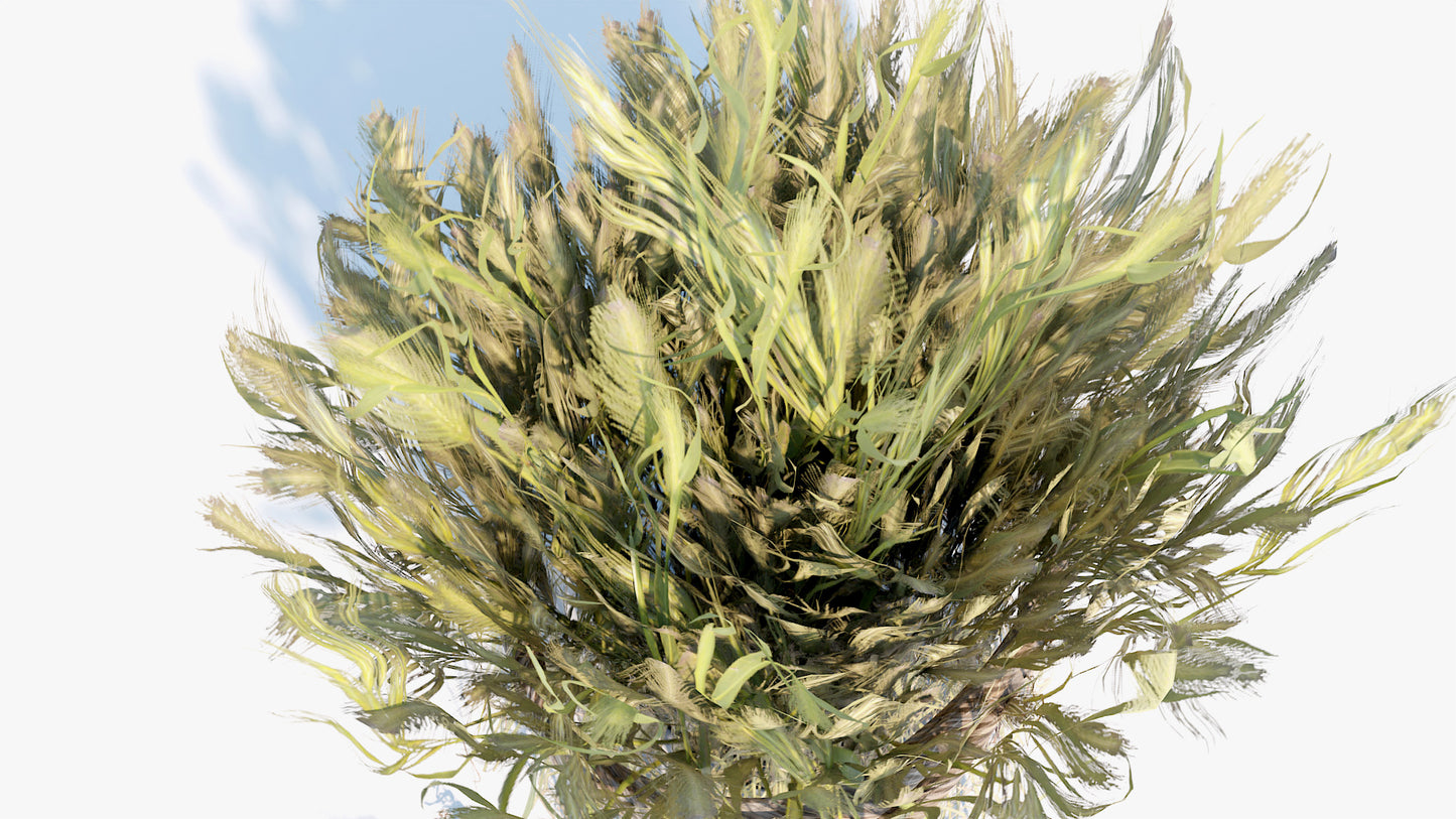 Harvested Barley Rolls