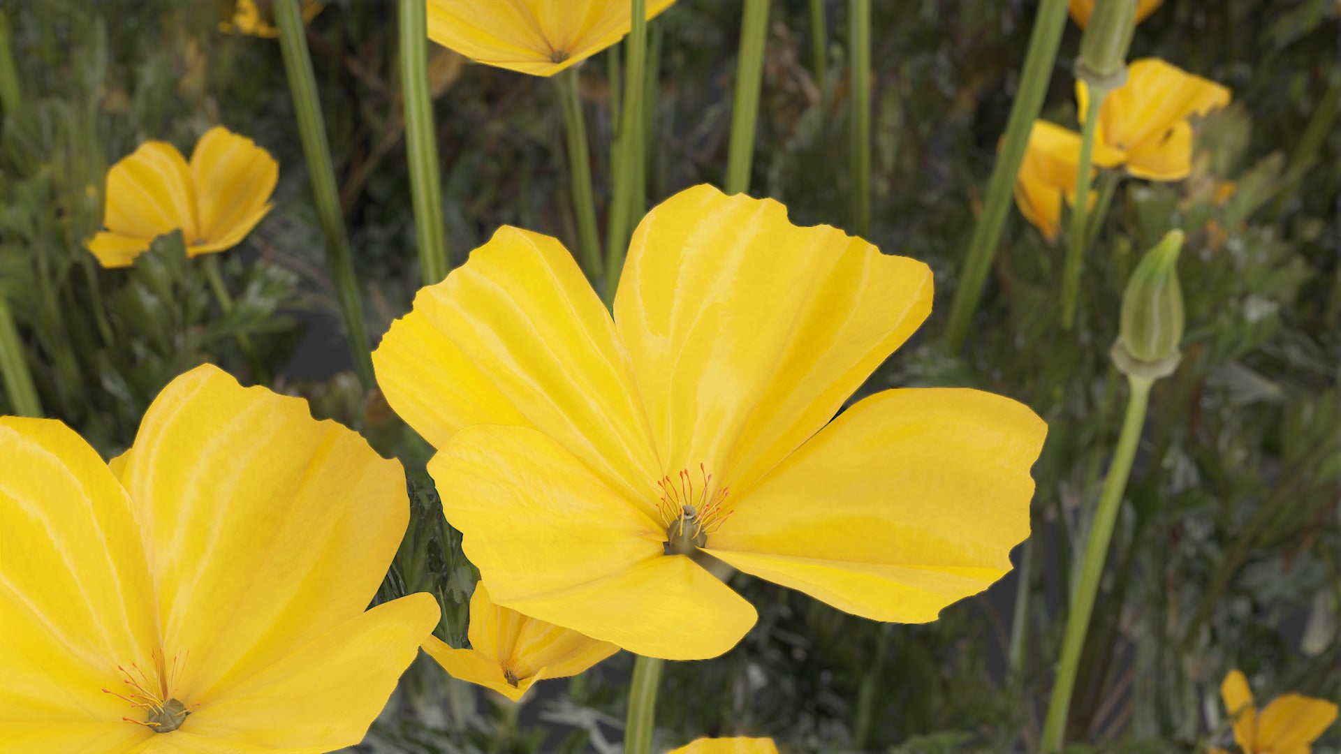 California Poppy 3d model for Blender and obj with PBr and low poly