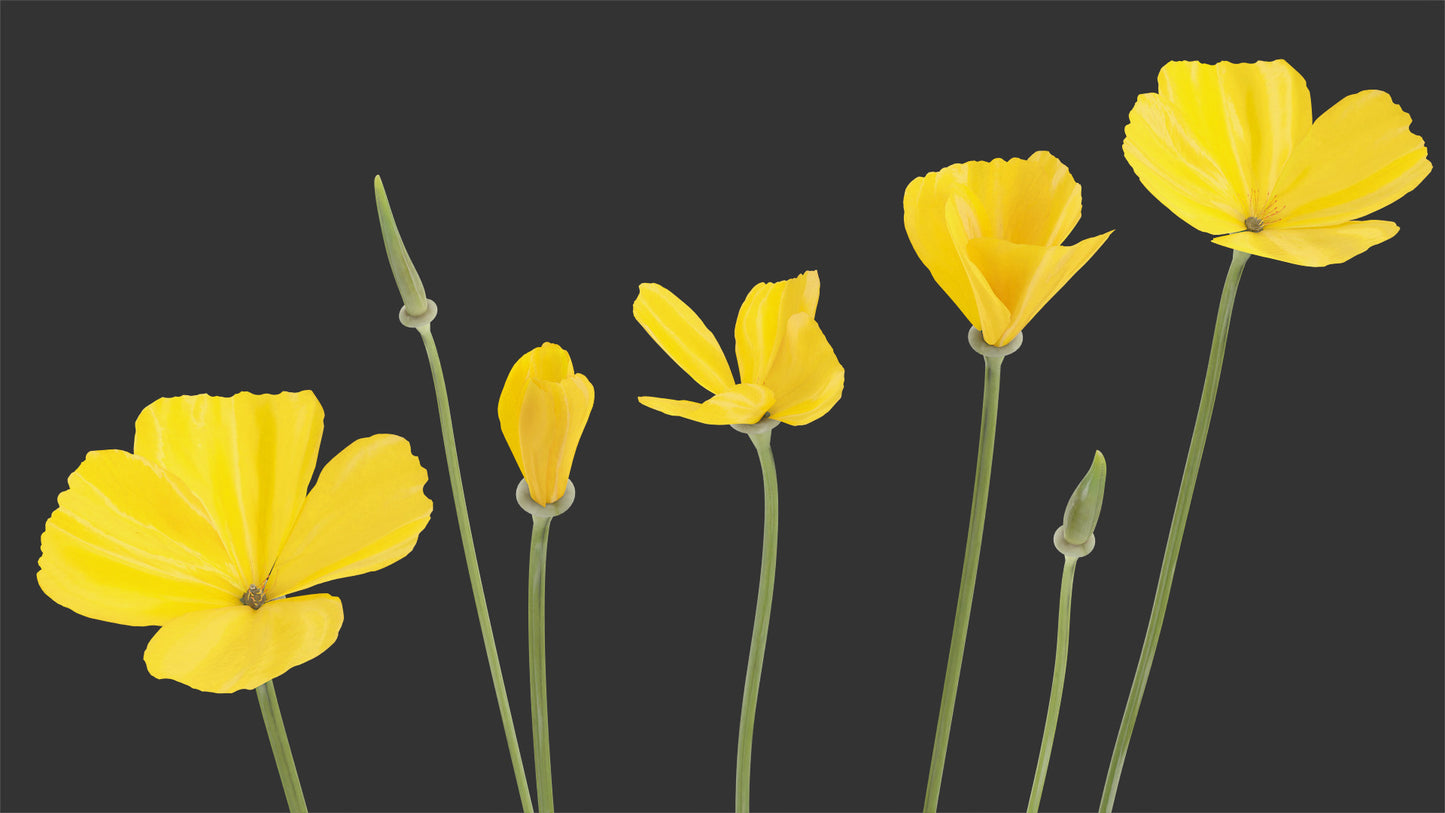 California Poppy (Eschscholzia Californica)