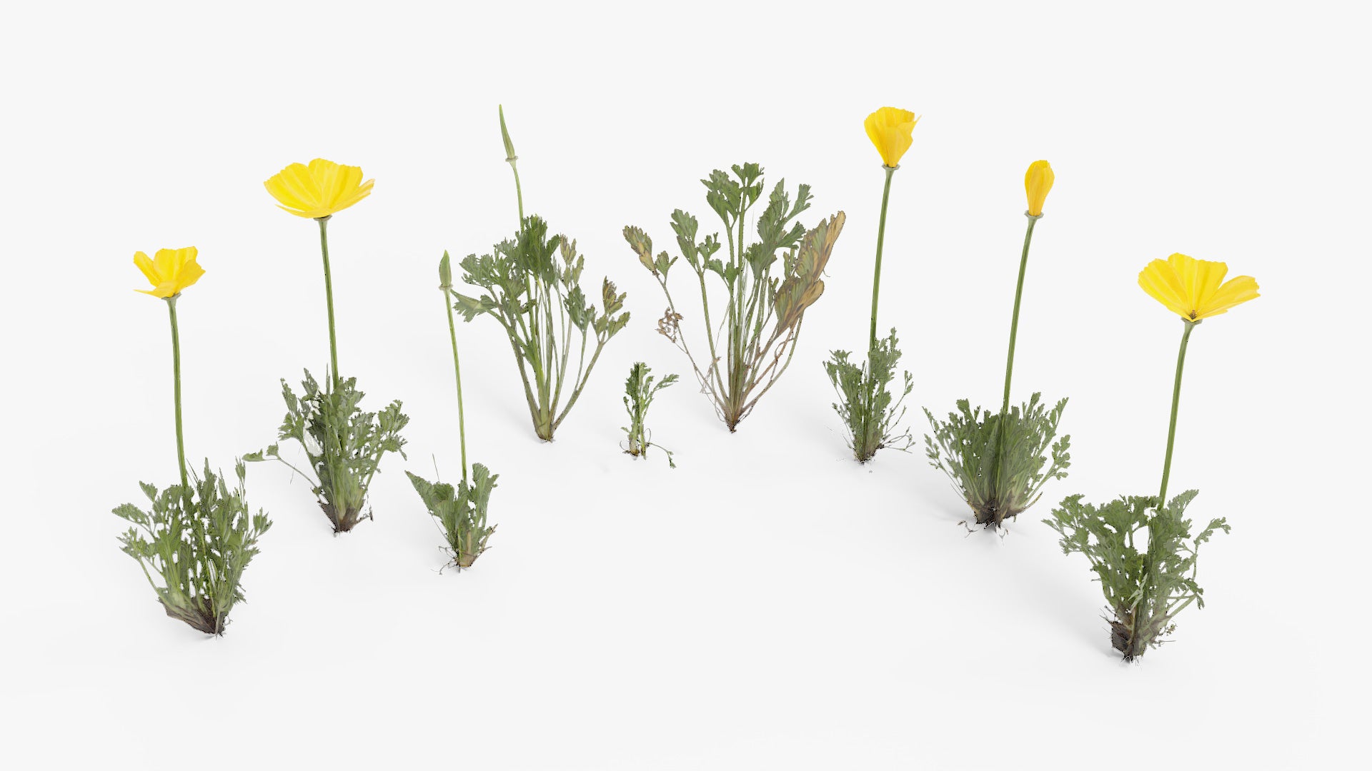 California Poppy 3d model for Blender and obj with PBr and low poly