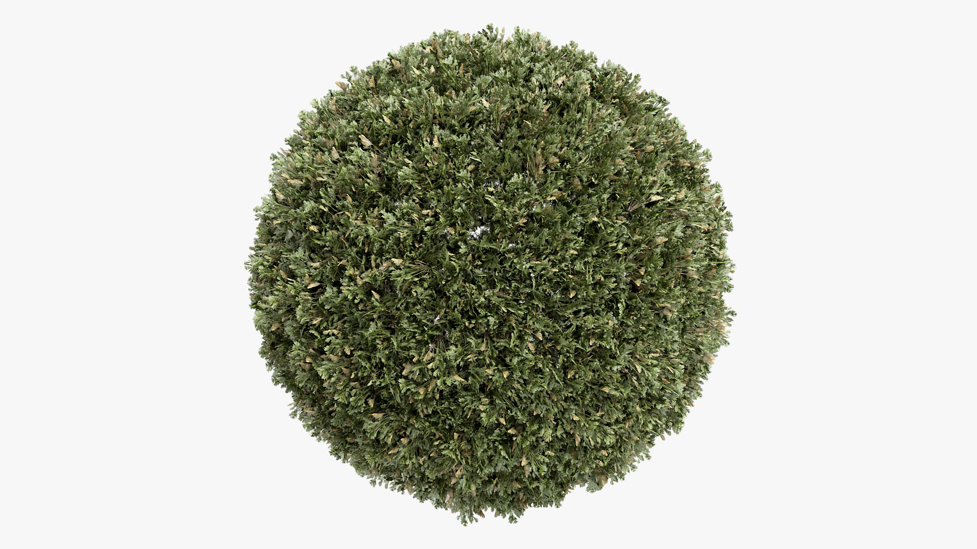California Poppy grass 3d model for Blender and obj with PBr and low poly