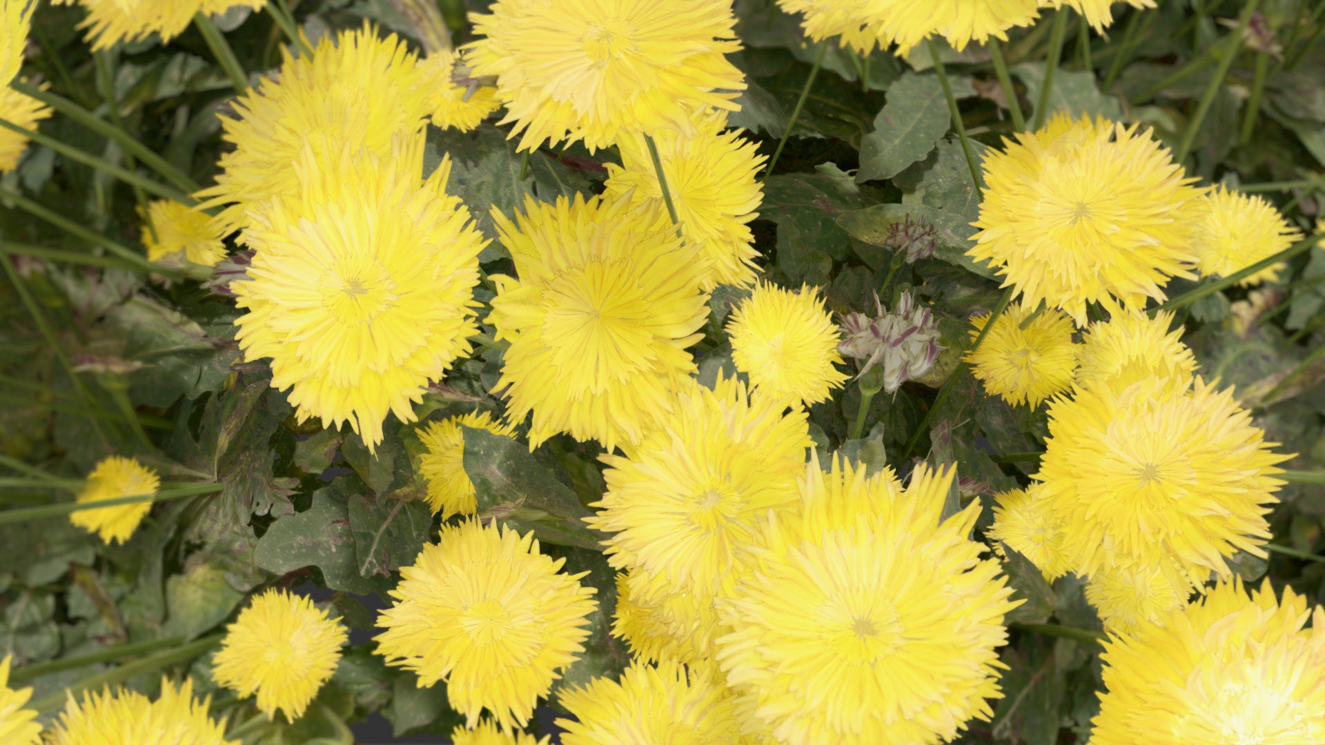 Dandelion 3d model for Blender and OBJ with PBR textures and lowpoly