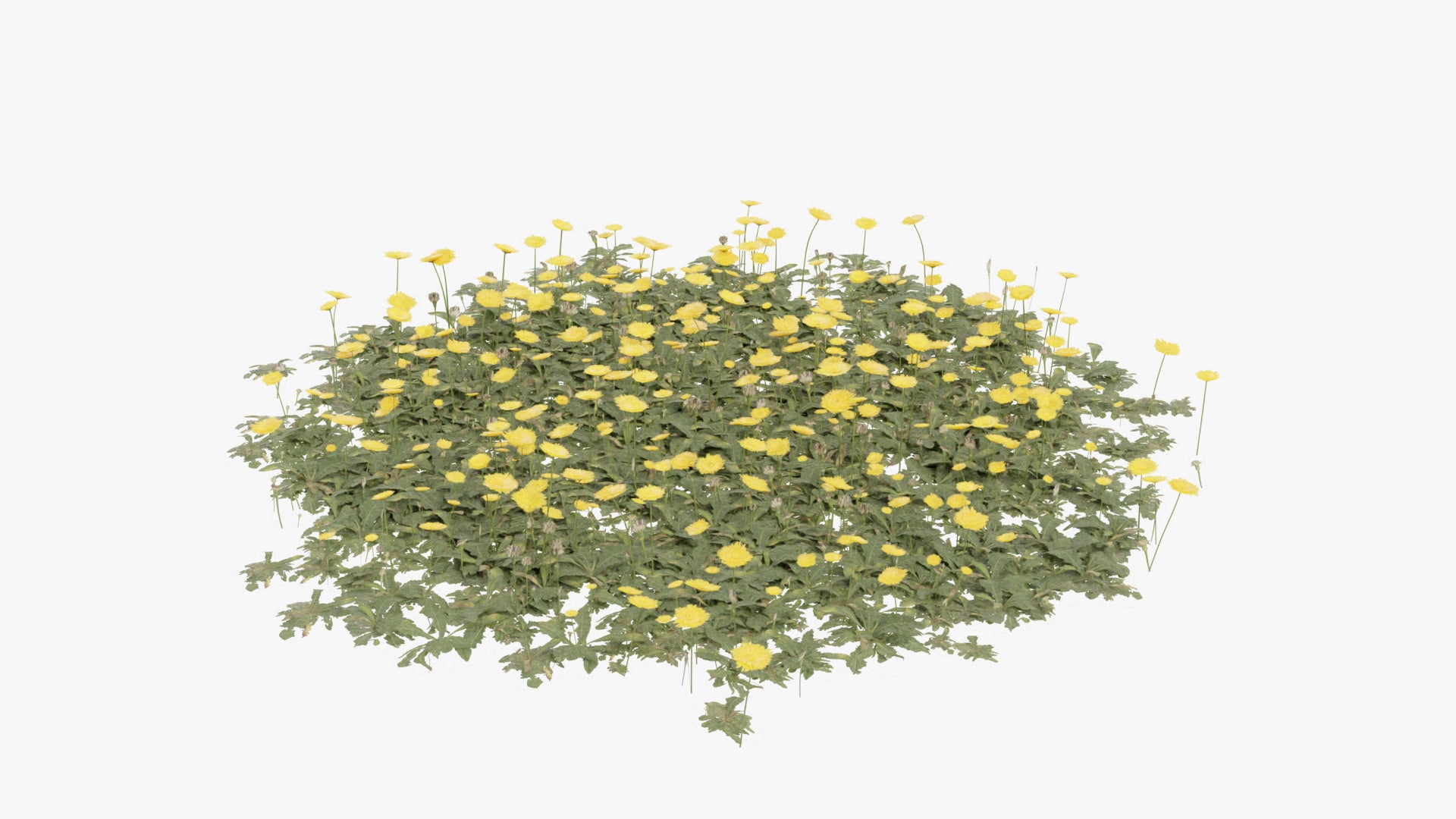 Dandelion 3d model for Blender and OBJ with PBR textures and lowpoly
