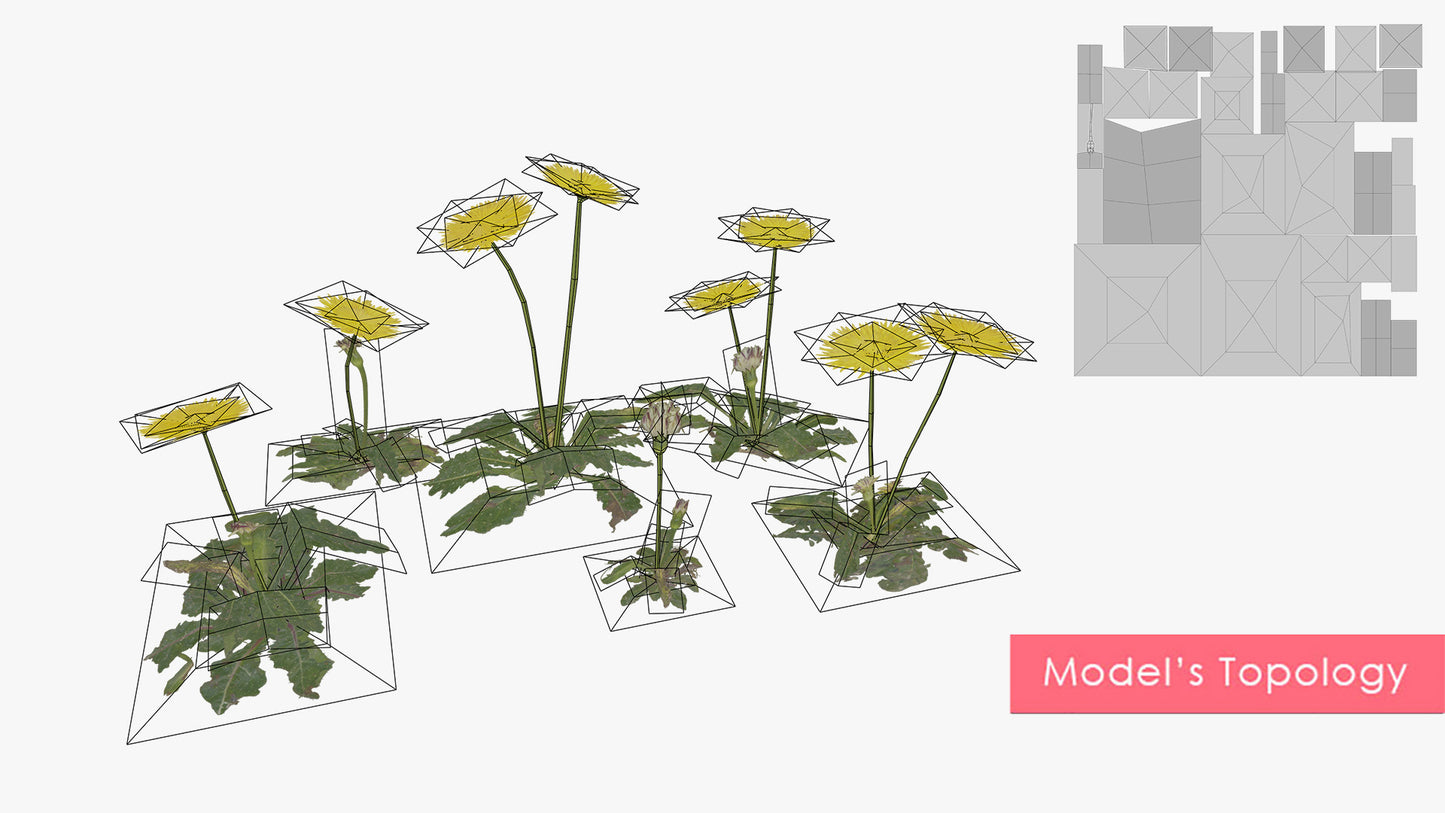 Dandelion (Taraxacum)