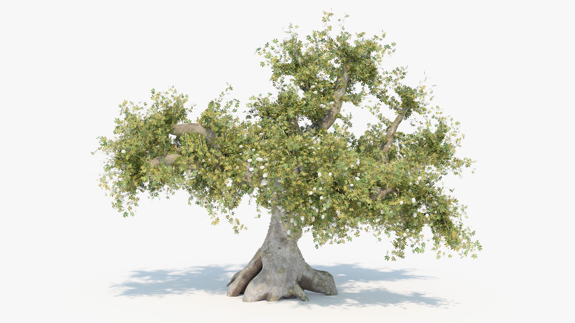 Kapok tree silk cotton 3d model blender obj with pbr textures and low polycount