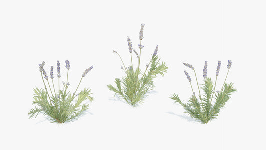 lavender flowers & plant 3d model for Blender and OBJ with PBR textures and lowpoly count