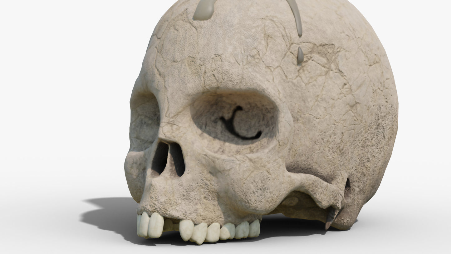 realistic skull 3d model blender obj