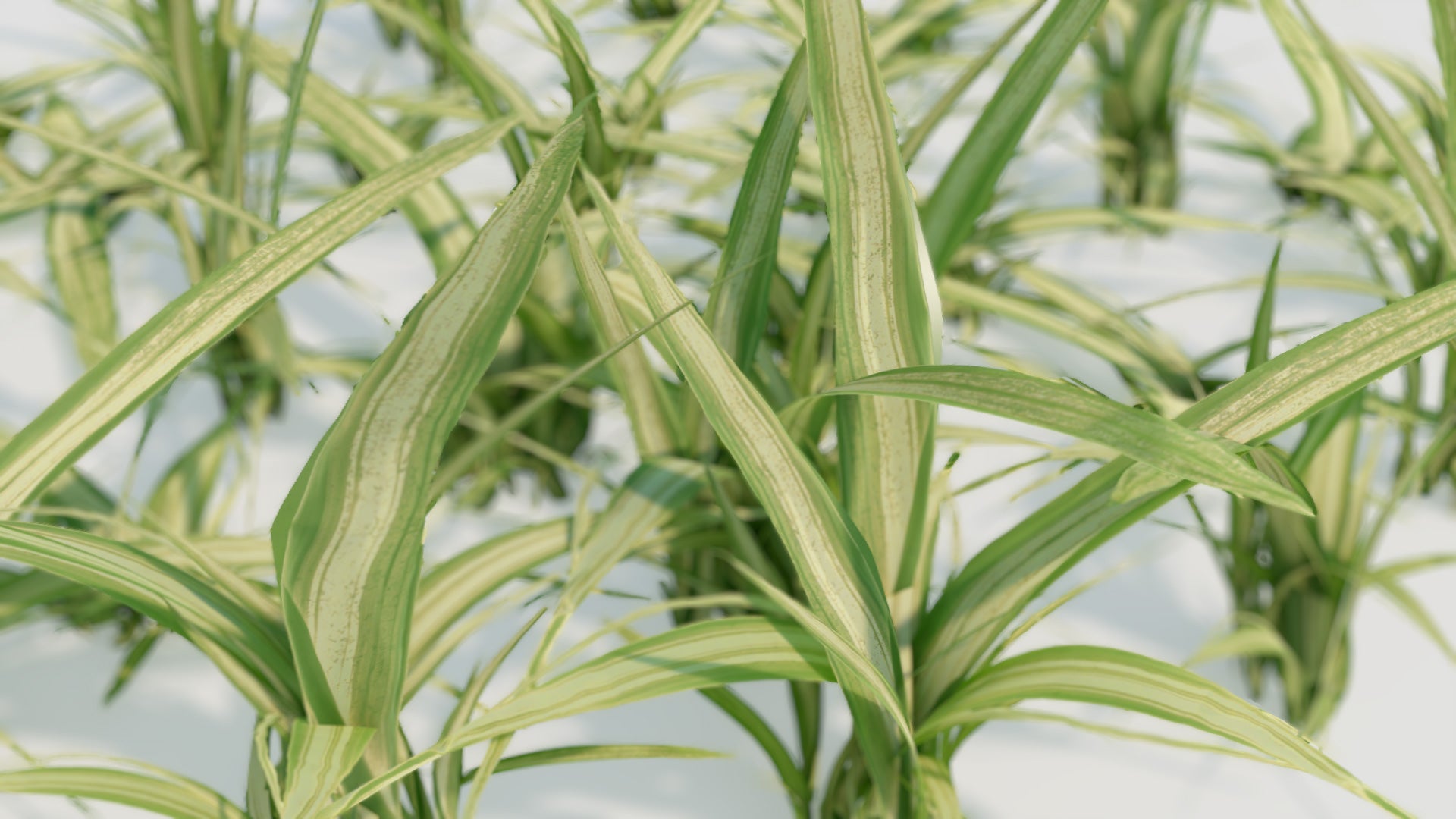 Spider plant mesh card 3d model blender and obj with low poly count and PBR textures