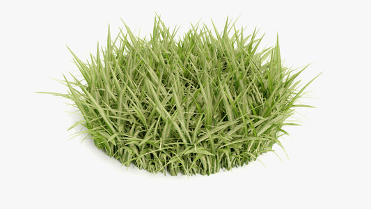Spider plant mesh card 3d model blender and obj with low poly count and PBR textures