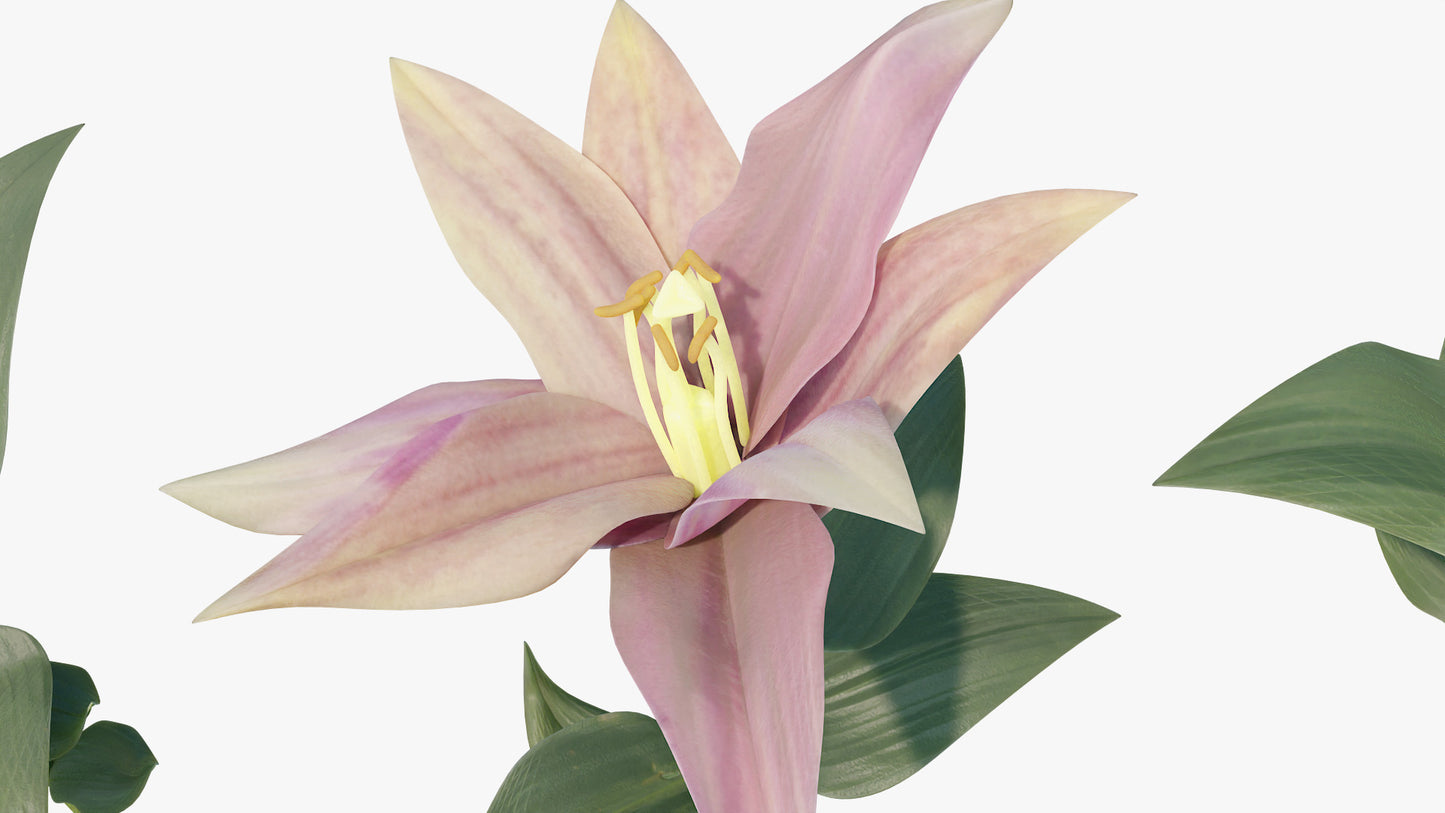 Lily flowers and buds 3d model for Blender and OBJ with low polycount and PBR textures