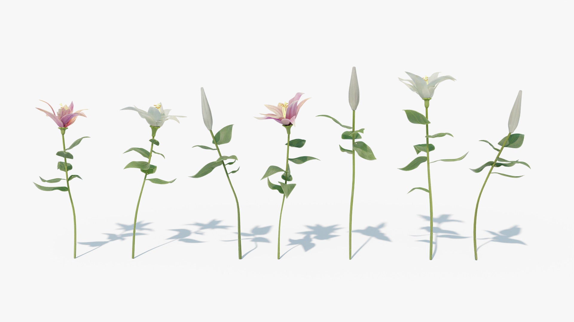 lily flower 3d Lily Flowers & Buds