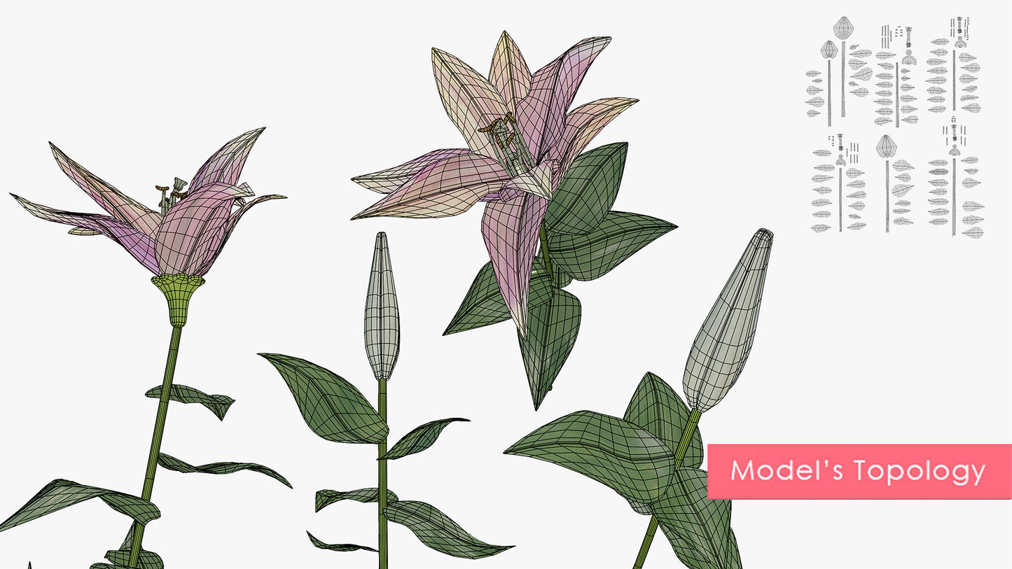 Lily Flowers & Buds