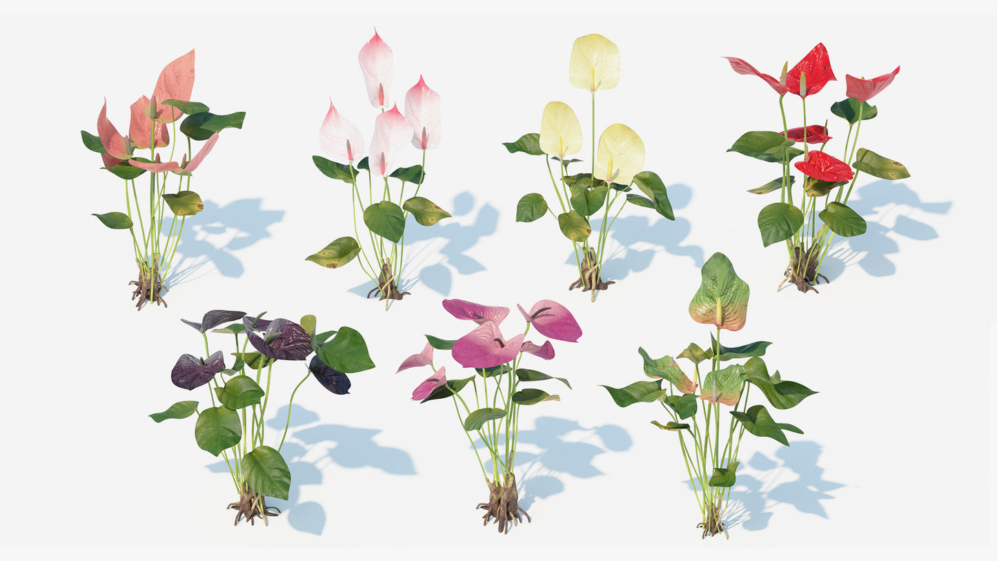 Anthurium flowers and plant colors lowpoly 3D model with PBR textures for Blender, OBJ, FBX and GLB