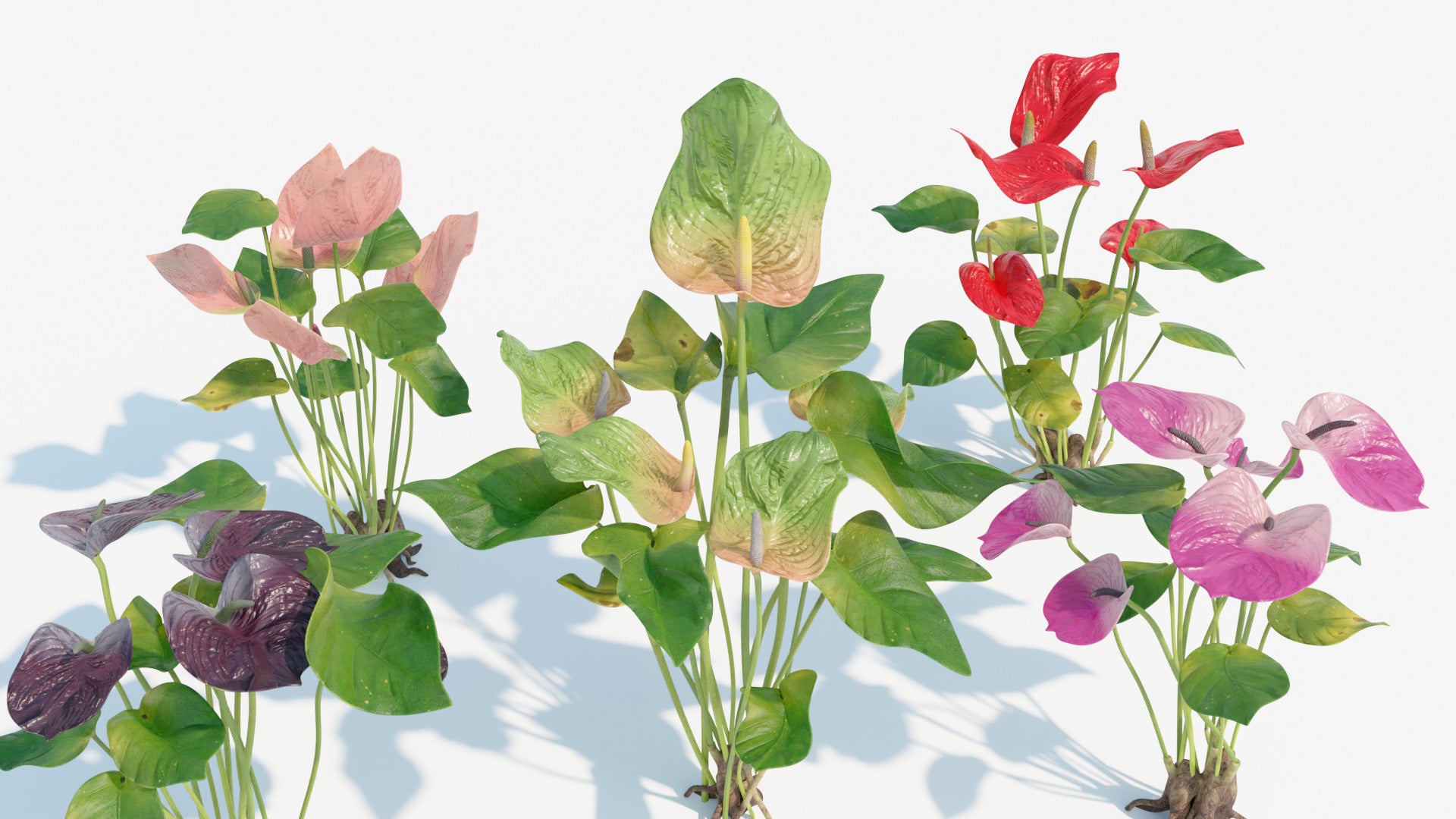 Anthurium flowers and plant colors lowpoly 3D model with PBR textures for Blender, OBJ, FBX and GLB