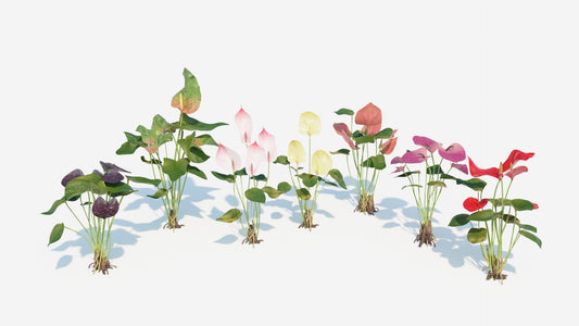 Anthurium flowers and plant lowpoly 3D model with PBR textures for Blender, OBJ, FBX and GLB