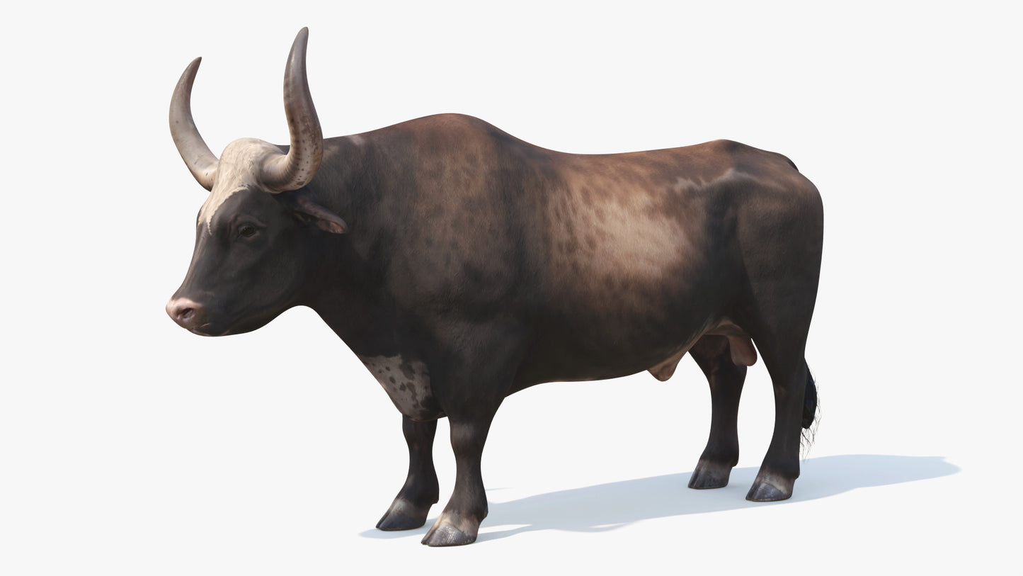 3D model of a bull with big horns, brown mottled fur, realistic hooves, testicles, and tail. It stands in a neutral pose, with kind brown eyes surrounded by eyelashes. His ears are tilted down, and his mouth is closed, looking pensive. PBR textures and low polycount makes it perfect for videogames and real-time viewers