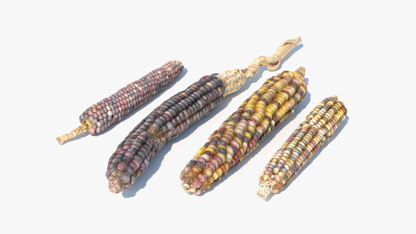 Heirloom Corn - Four Cobs & Pile