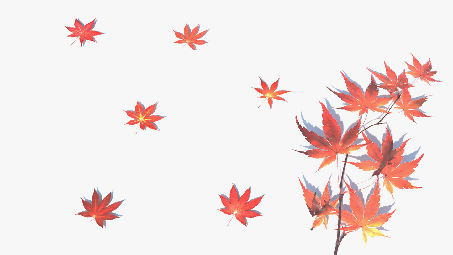 Japanese Red Maple Trees (Momiji)