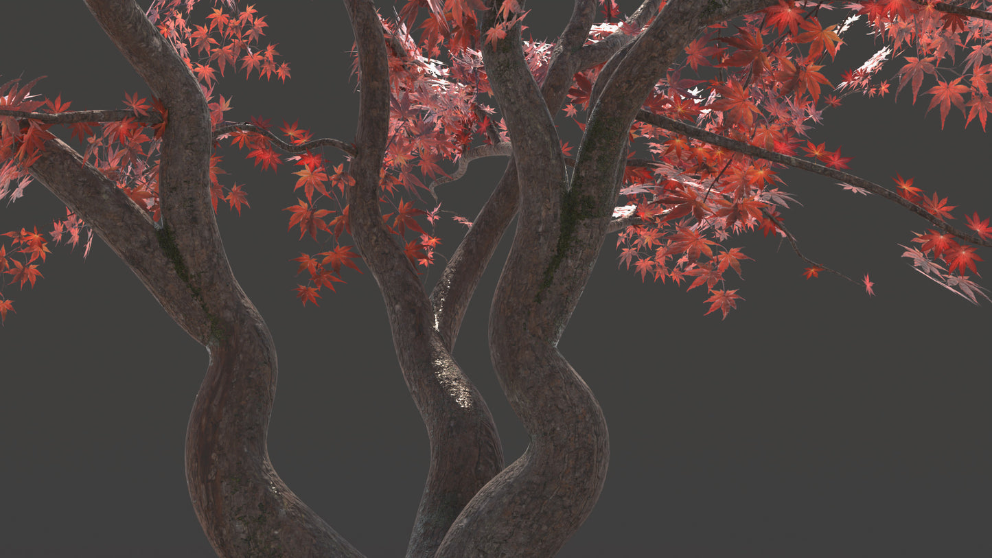 Closeup details of a Japanese red maple (also known as Momiji) 3D model, made with low polycount, PBR textures, and mesh cards, perfect for game engines and VR