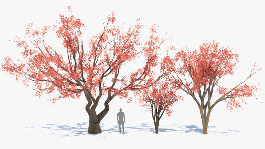 A collection of three Japanese red maples (also known as Momiji) 3D models, made with low polycount, PBR textures, and mesh cards, perfect for game engines and VR