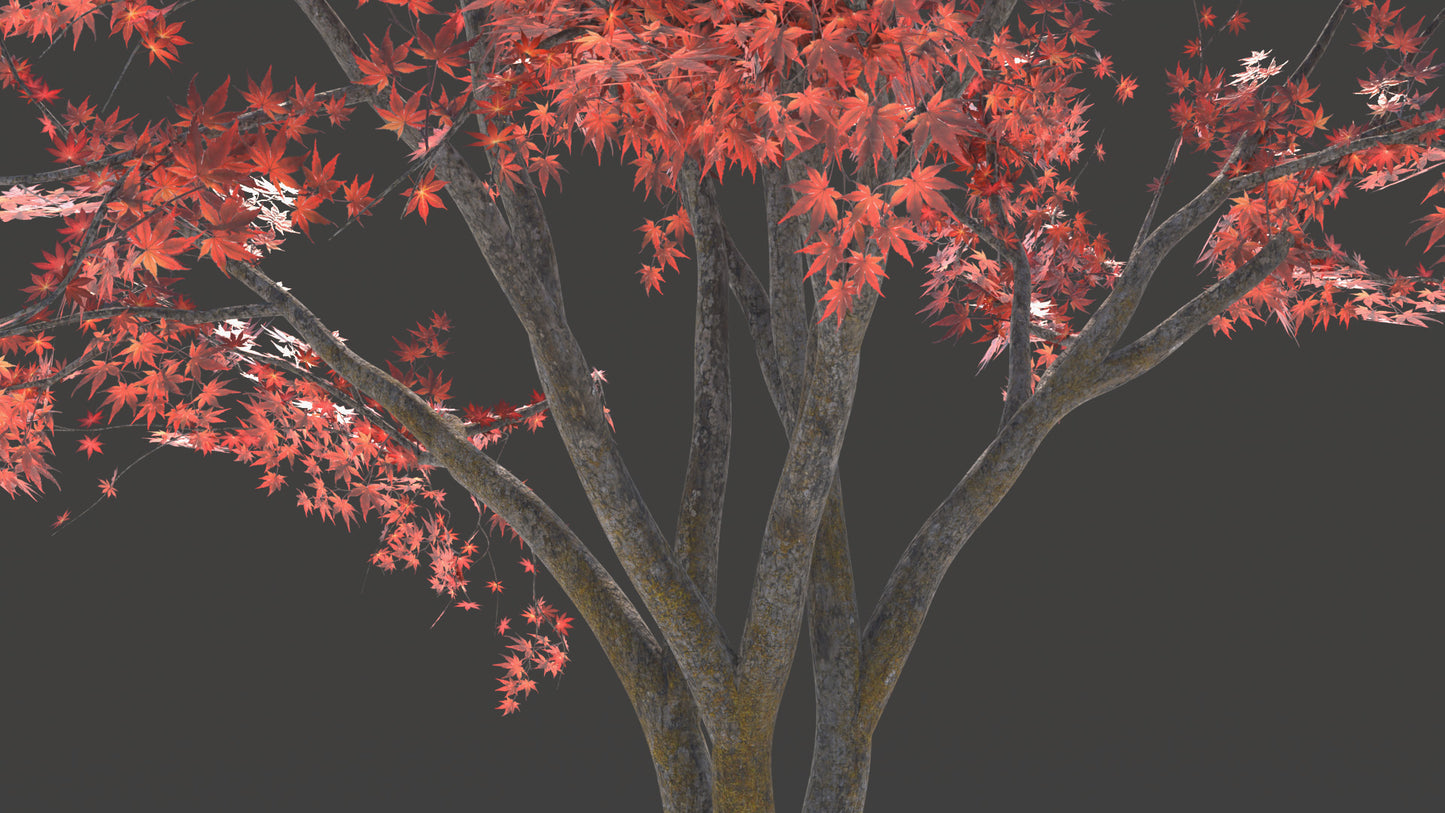 Closeup details of a Japanese red maple (also known as Momiji) 3D model, made with low polycount, PBR textures, and mesh cards, perfect for game engines and VR