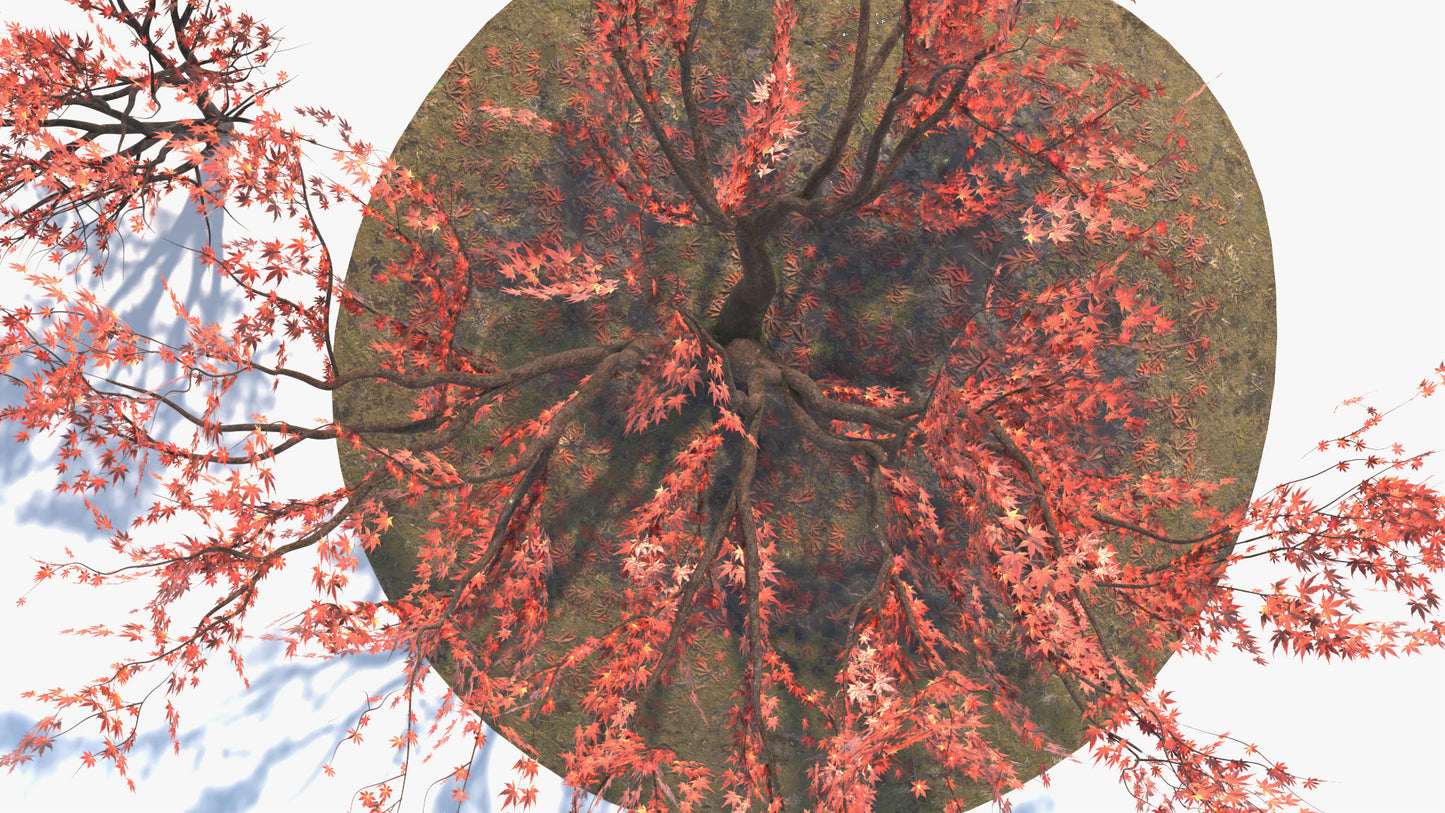 Closeup image of a Japanese red maple (also known as Momiji) set over a moss and leaf covered floor. The 3D model is made with low polycount, PBR textures, and mesh cards, perfect for game engines and VR