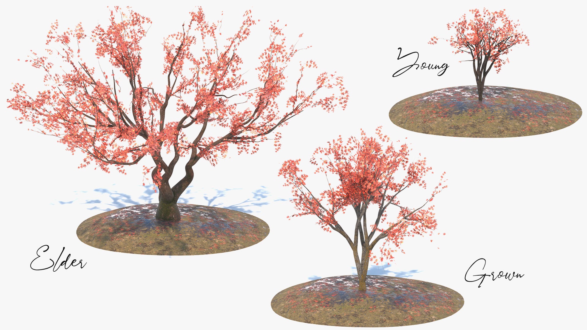 A collection of three Japanese red maples (also known as Momiji) 3D models, made with low polycount, PBR textures, and mesh cards, perfect for game engines and VR