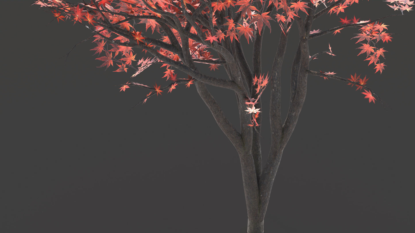 Closeup details of a Japanese red maple (also known as Momiji) 3D model, made with low polycount, PBR textures, and mesh cards, perfect for game engines and VR