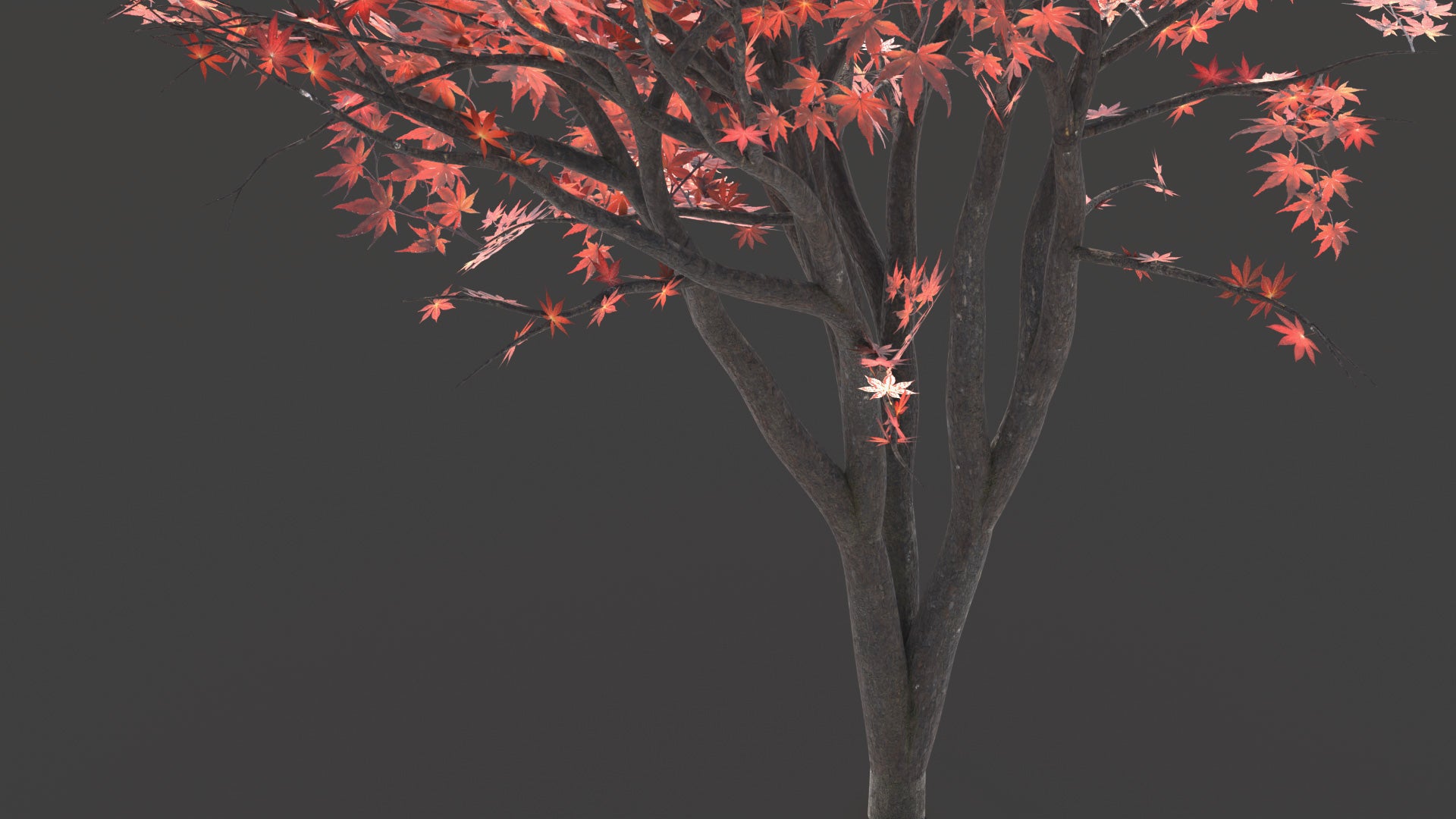 Closeup details of a Japanese red maple (also known as Momiji) 3D model, made with low polycount, PBR textures, and mesh cards, perfect for game engines and VR