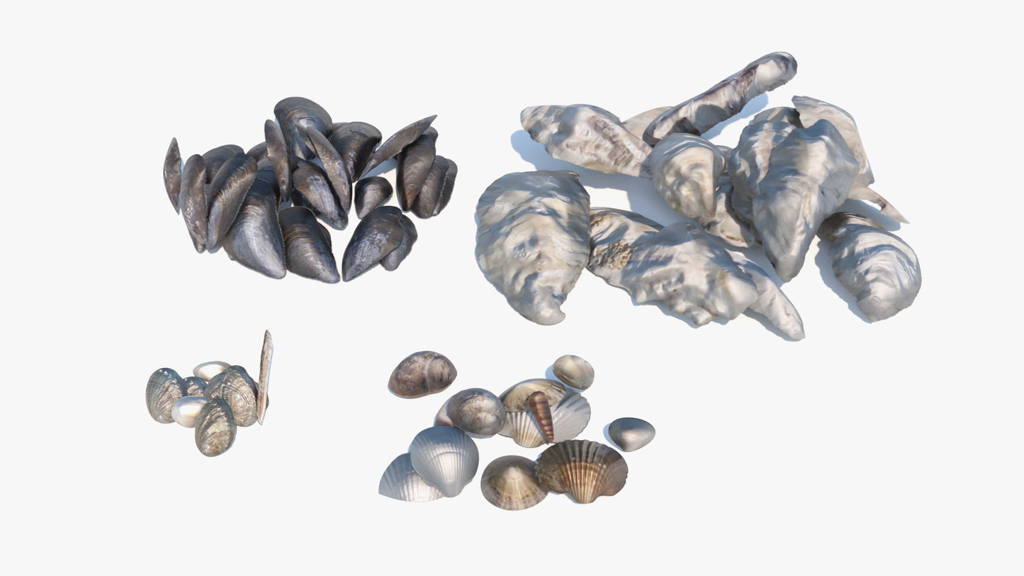 Sea Shell Collection