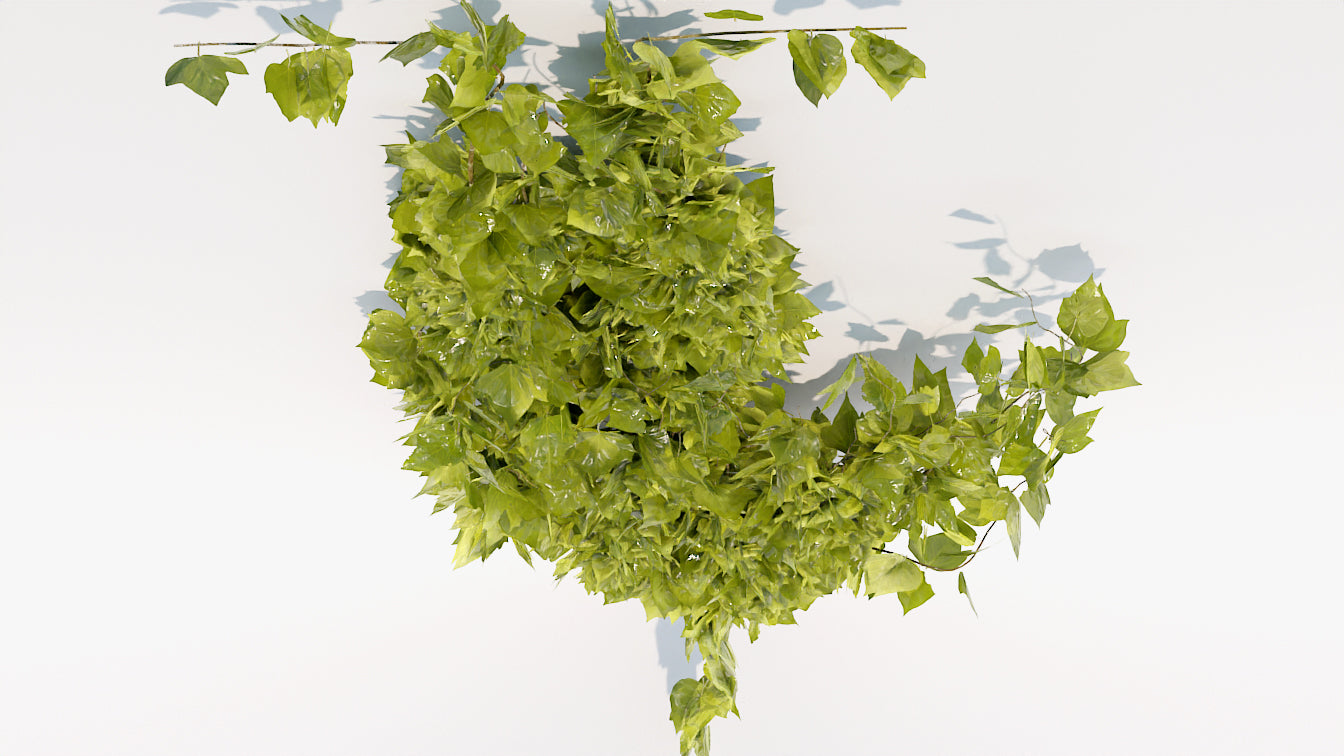 Creeping ivy plant. Low-poly 3D model for Blender, OBJ and PBR textures.